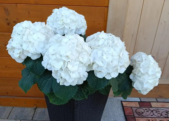 Romantika Vakantiehuis *